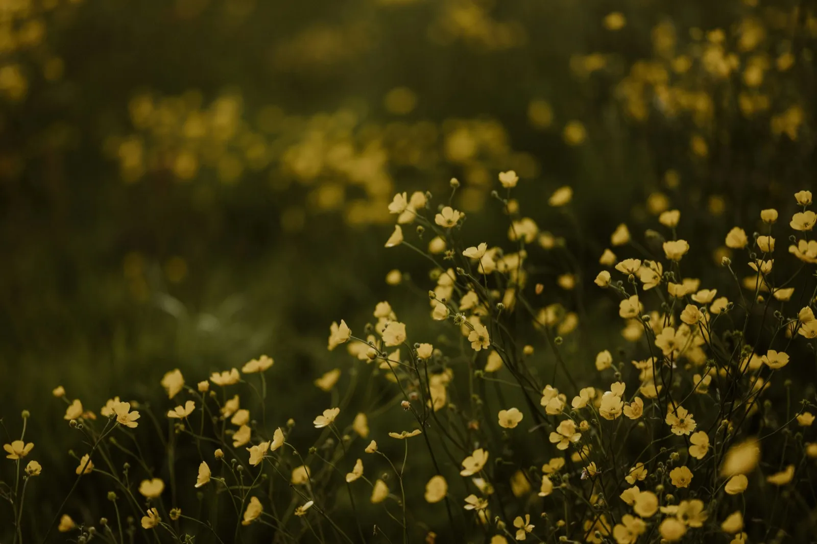 Professional garden maintenance results in South East London
